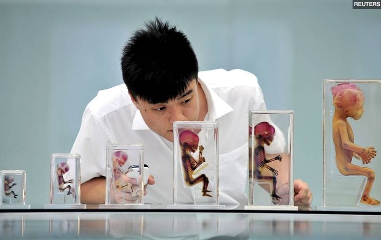 Fœtus exposés au musée "Mysterious Life" à Dalian en Chine