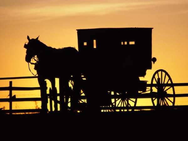 Attelage amish