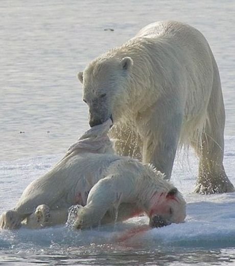 Ours polaire prêt à dévorer un ourson