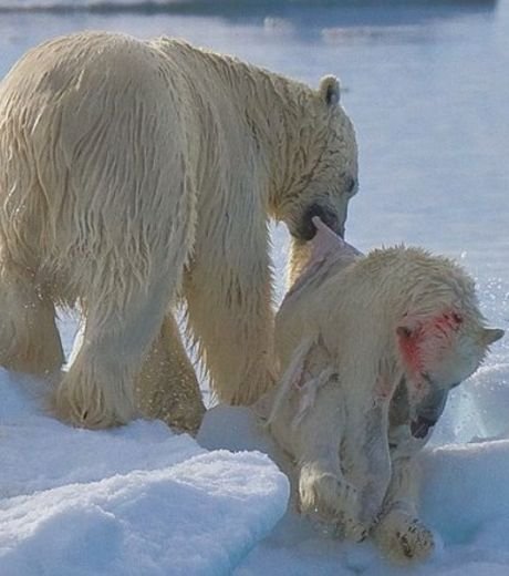 Ours polaire prêt à dévorer un ourson