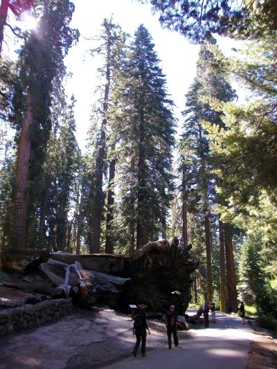 — séquoia couché — Mariposa Grove en Californie —