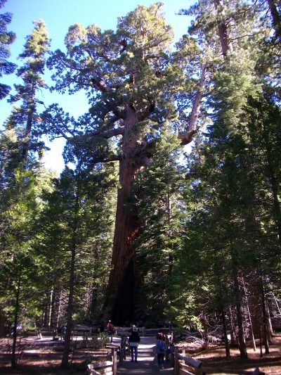— séquoias — Mariposa Grove en Californie —
