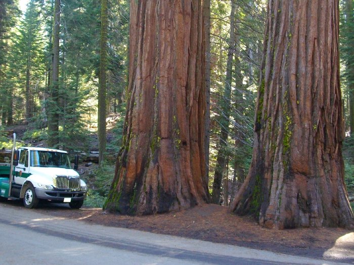 — séquoias — Mariposa Grove en Californie —