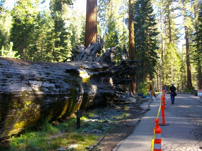 — séquoia couché — Mariposa Grove en Californie —