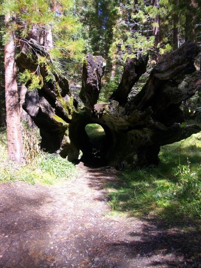 — Tunnel percé dans une souche de séquoia couché — Mariposa Grove en Californie —