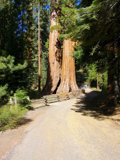 — séquoias — Mariposa Grove en Californie —