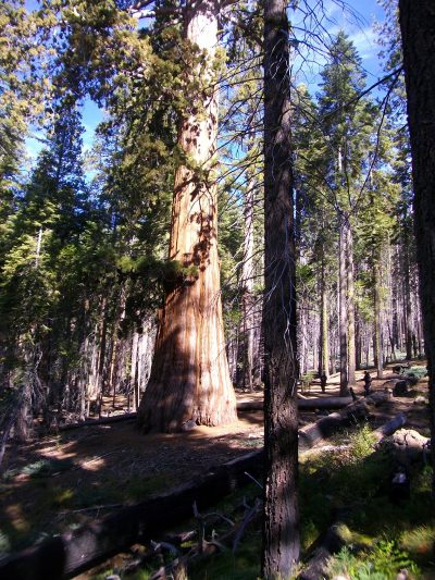 — séquoias — Mariposa Grove en Californie —