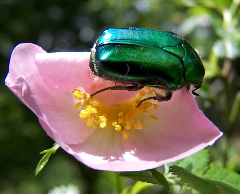 Cétoine dorée