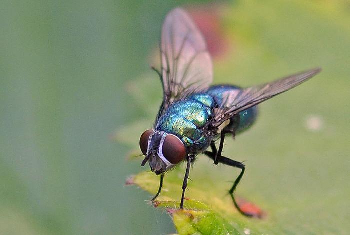 Mouche bleue