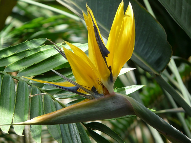 Strelitzia reginae 'Mandela's Gold'